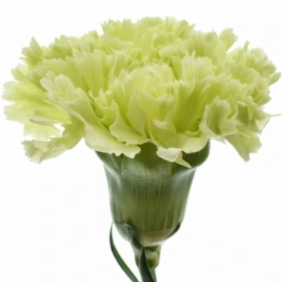 Karafiát ST CLOROPHYLLA 60cm