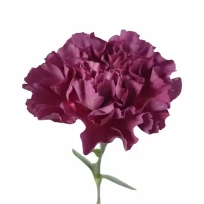 Karafiát ST COBALT THRILL 60cm