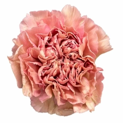 Karafiát ST COPACABANA 65 cm