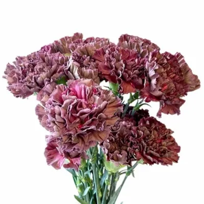 Karafiát ST COPPER EXTASIS 65cm