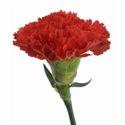 Karafiát ST CORTES 55 cm