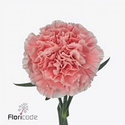 Karafiát ST COTTON CANDY 50cm