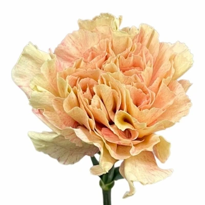 Karafiát ST CRETA 65cm