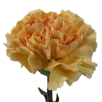 Karafiát ST CRIMEA 60 cm