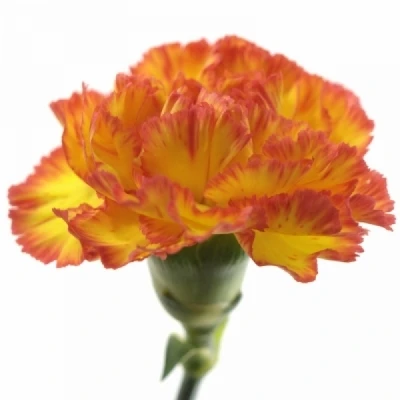 Karafiát ST DIEGO 60 cm