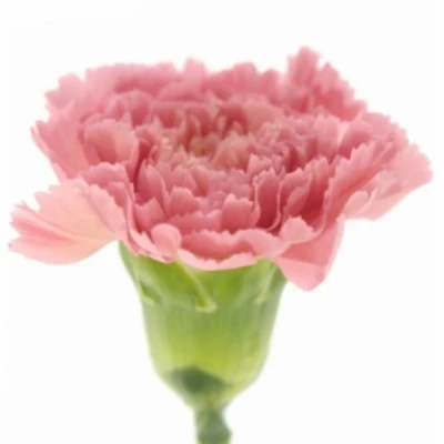 Karafiát ST DURRES 60cm