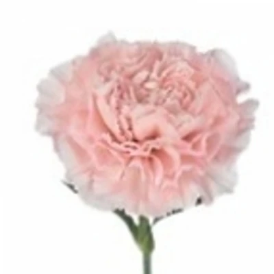 Karafiát ST EL GRECO 65cm