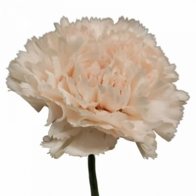 Karafiát ST ELLY 65 cm