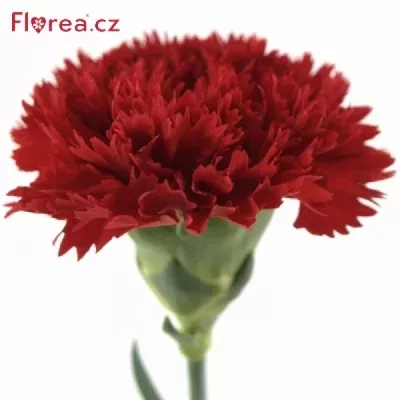 Karafiát ST EROS 65cm