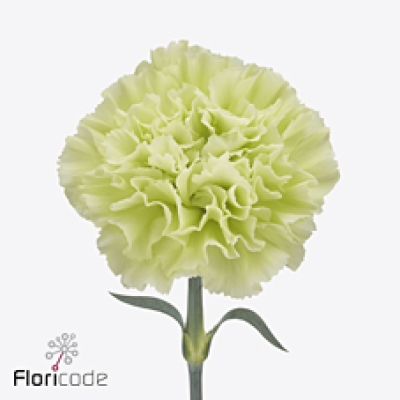 Karafiát ST ETERNAL FAIRY+ 60 cm