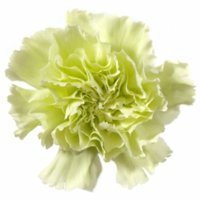 Karafiát ST ETERNAL FAIRY