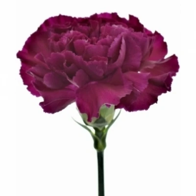 Karafiát ST GHEMME 60 cm