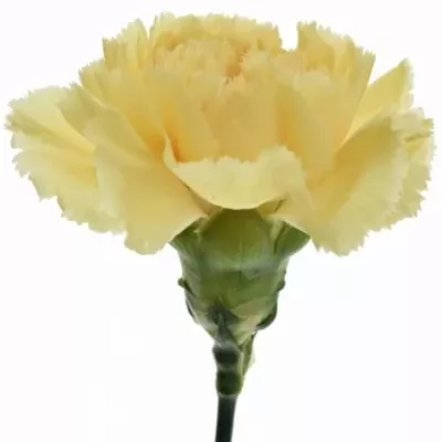 Karafiát ST GOLDEN GATE 65cm