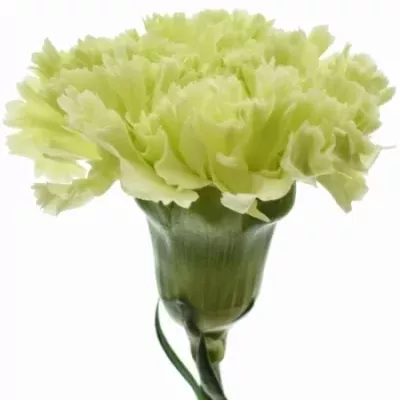 Karafiát ST GREEN PARK 60cm