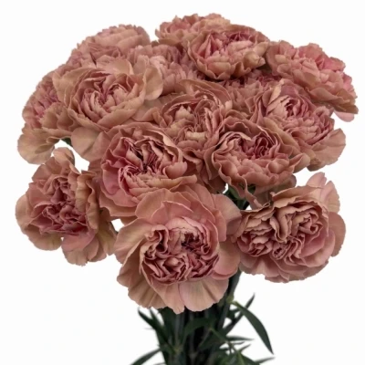 Karafiát ST HAPPY CHERY