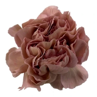 Karafiát ST HAPPY CHERY