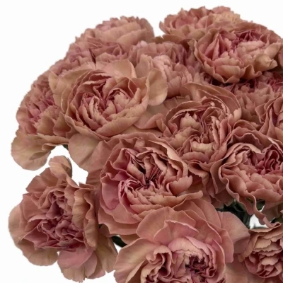 Karafiát ST HAPPY CHERY