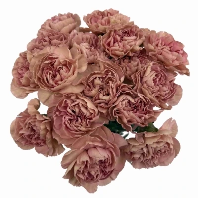 Karafiát ST HAPPY CHERY