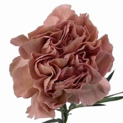 Karafiát ST HAPPY CHERY 60 cm