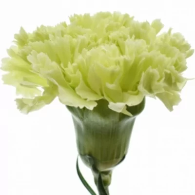 Karafiát ST HAPPY CLARO 60cm