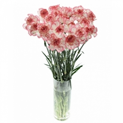 Karafiát ST HAPPY FANS