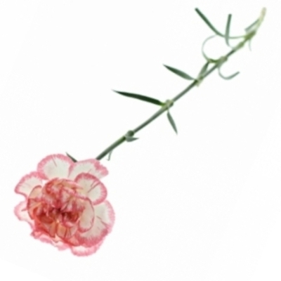 Karafiát ST HAPPY FANS