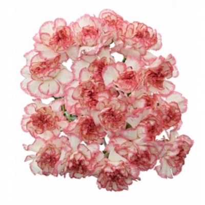 Karafiát ST HAPPY FANS