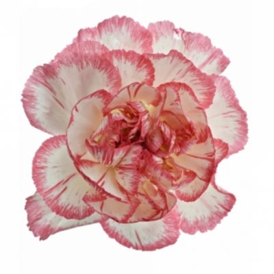 Karafiát ST HAPPY FANS