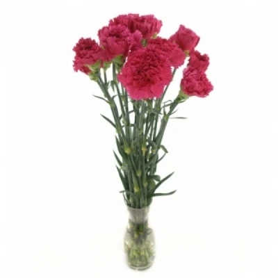 Karafiát ST HAPPY GEMA