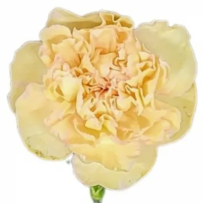 Karafiát ST HAPPY TEA 60cm