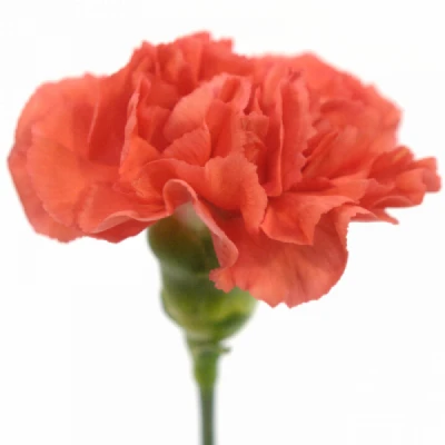 Karafiát ST HERMES ORANGE 65cm