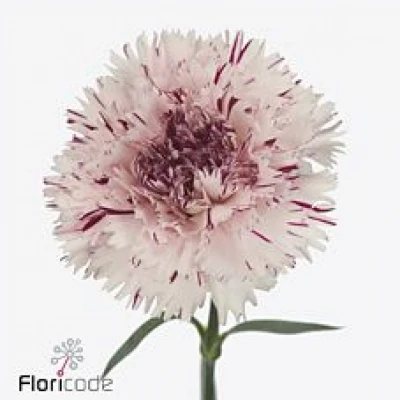 Karafiát ST JUPITER 60cm