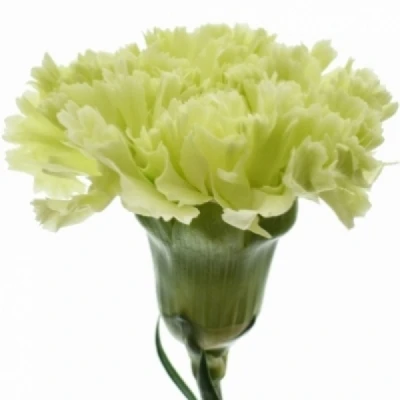 Karafiát ST LADY BONITA 60 cm