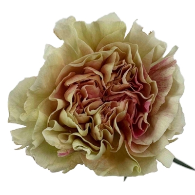 Karafiát ST LADY PERA 60 cm