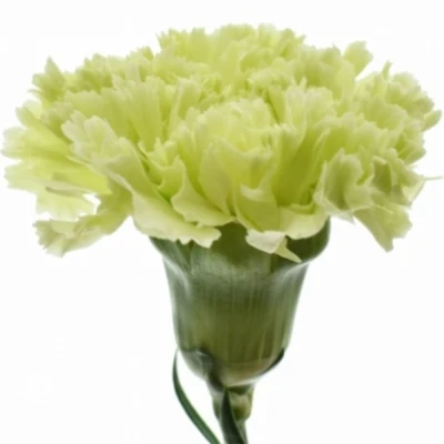 Karafiát ST LEGE VERDE 65cm