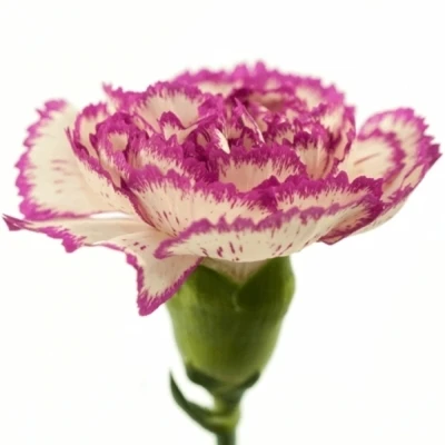 Karafiát ST LINCE 65 cm