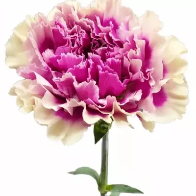 Karafiát ST LOUP 60cm