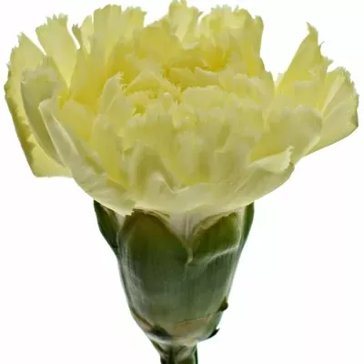 Karafiát ST LUIZA 65 cm