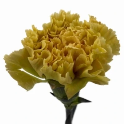 Karafiát ST MALI+ 65 cm