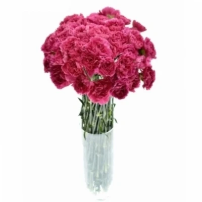 Karafiát ST MANDALAY