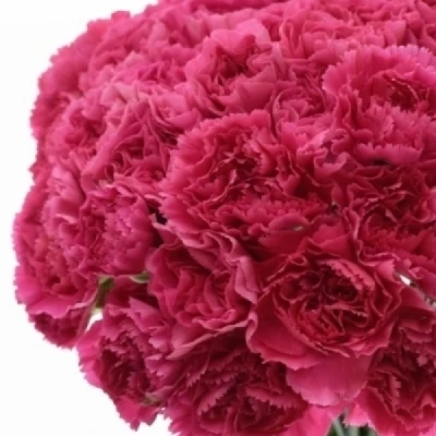 Karafiát ST MANDALAY