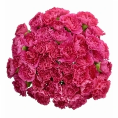 Karafiát ST MANDALAY