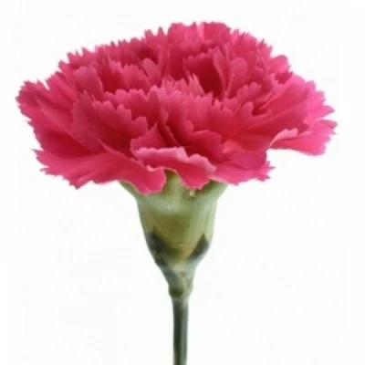 Karafiát ST MANDALAY 65 cm