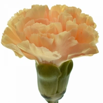 Karafiát ST MANDARIN 55 cm