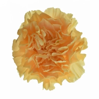 Karafiát ST MANDARIN