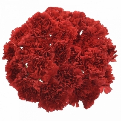 Karafiát ST MENDOZA