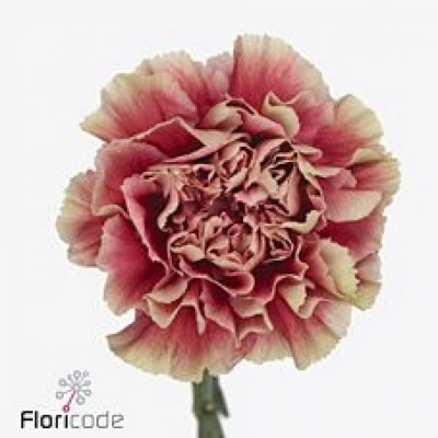 Karafiát ST MERLETTO CRIMSON 60 cm