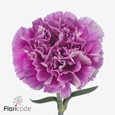 Karafiát ST MERLETTO LAVENDER 60 cm