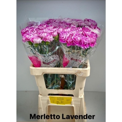 Karafiát ST MERLETTO LAVENDER