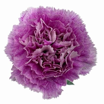 Karafiát ST MERLETTO LAVENDER 60 cm